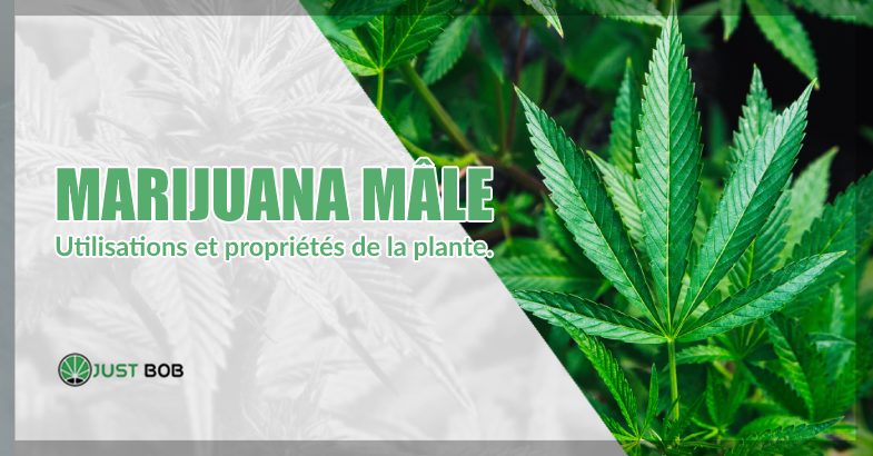 cannabis cbd mâle