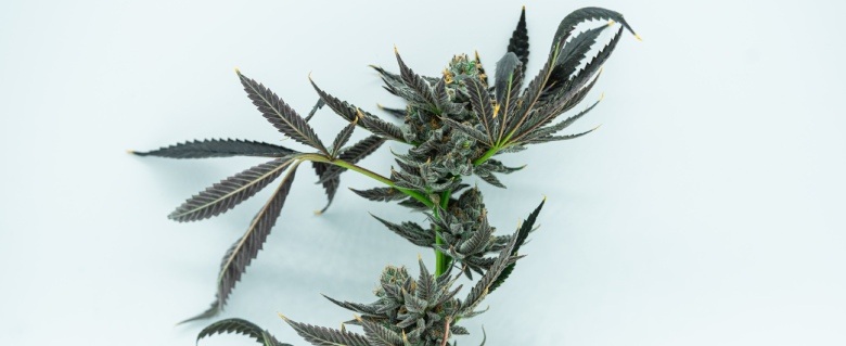 cannabis cbd plus fort