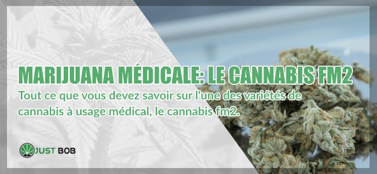 marijuana légal et cannabis fm2