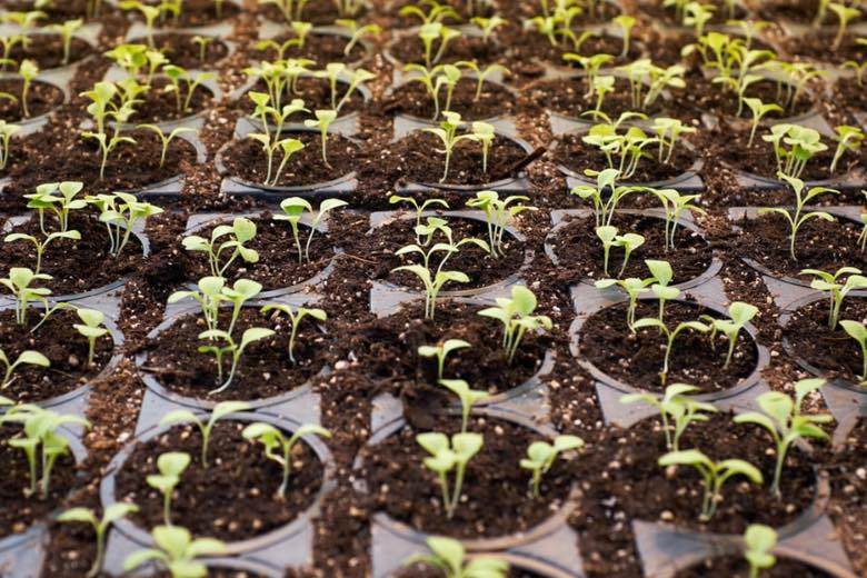 plante de cannabis cbd mâle ou femelle