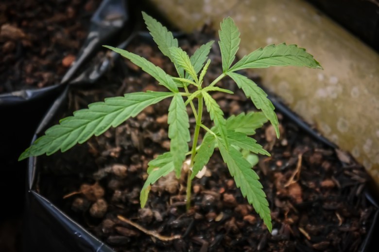 propriétés de CBD de la canabis légal