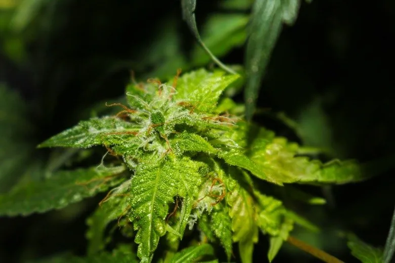 temps de floraison cannabis légal autofloraison