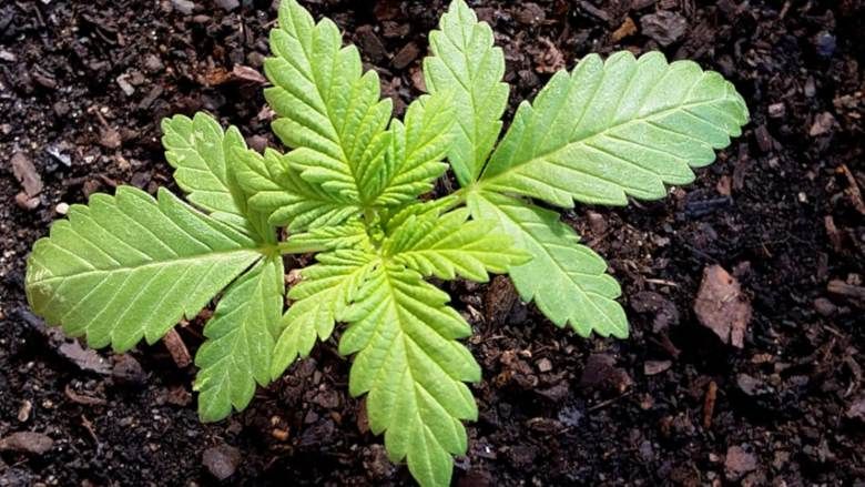cannabis CBD pour usage technique