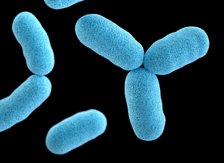 cbd comme aide aux antibiotiques contre les bactéries