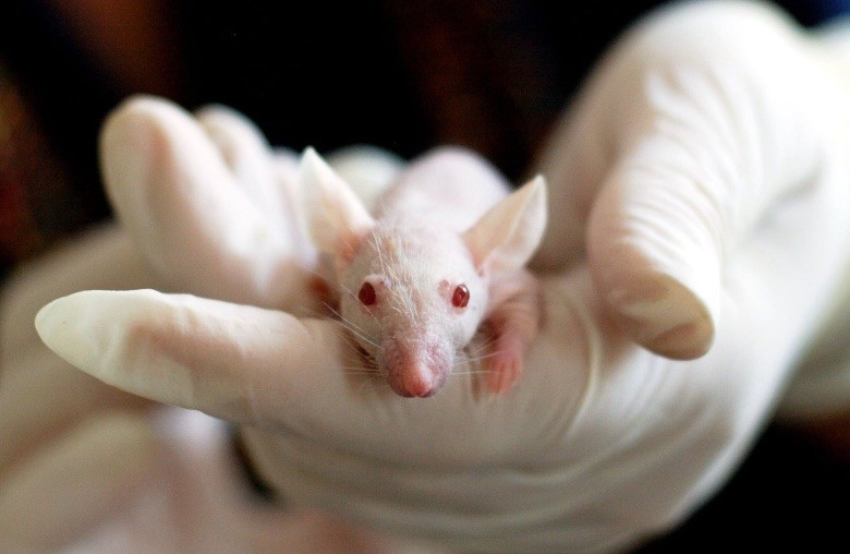 cbd sur les souris pour la recherche de saisies