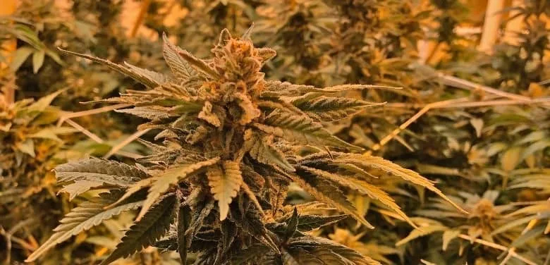 Cola de cannabis industriel en pleine floraison avec pistils orangés et trichomes givrés en culture indoor sous éclairage chaud