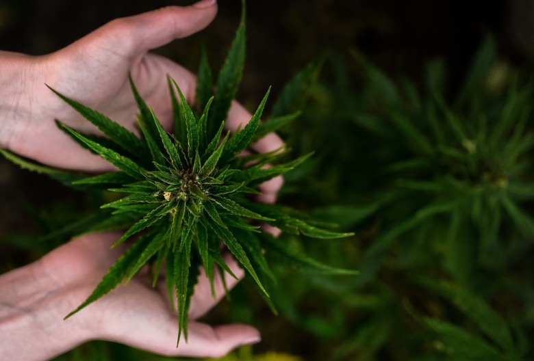 les effets bénéfiques de la cbd