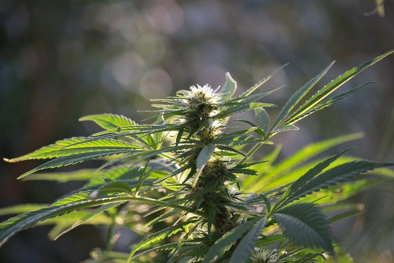 Cannabis CBD en floraison en extérieur