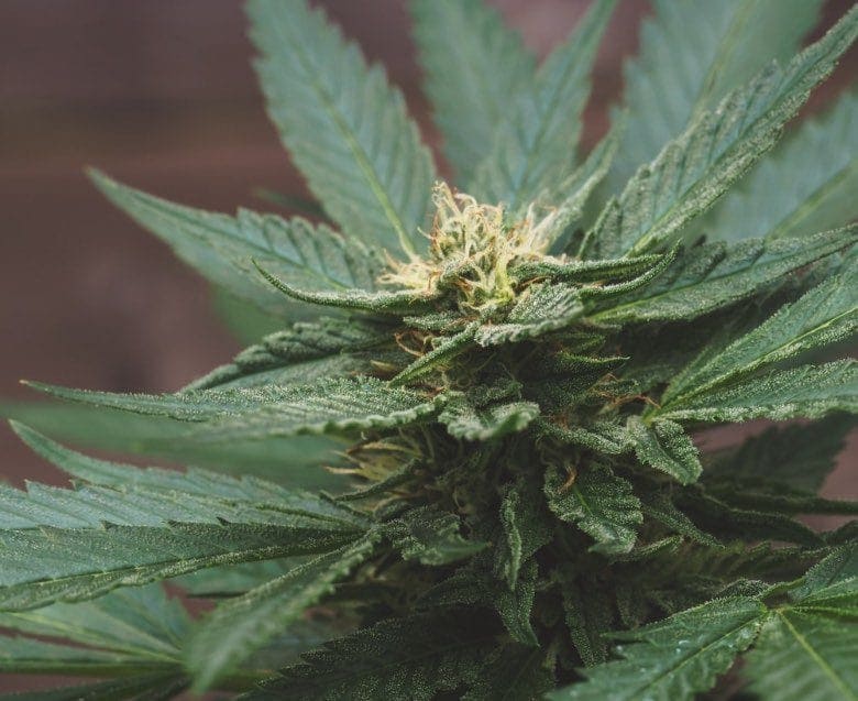 Terpènes de cannabis CBD et leurs effets