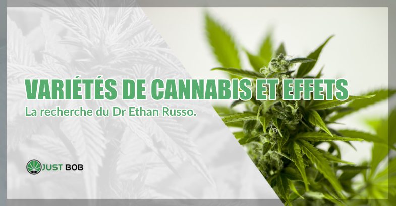 Variétés de cannabis et effets