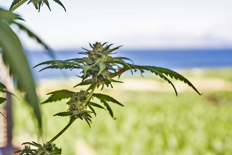 fleur de cannabis sans THC