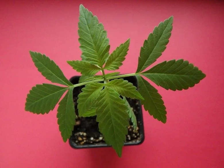 marijuana bonsaï de canabis légal