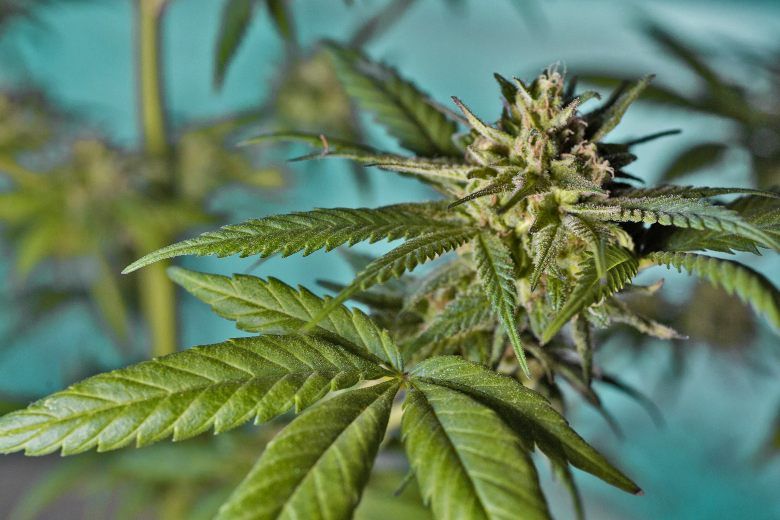 marijuana bonsaï de cannabis sans THC