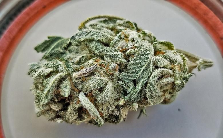 résine de marijuana classique et CBD