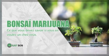 Bonsaï marijuana ou cannabis CBD Bonsaï