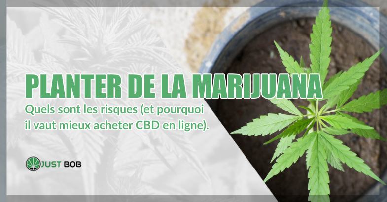 Planter de la marijuana risques