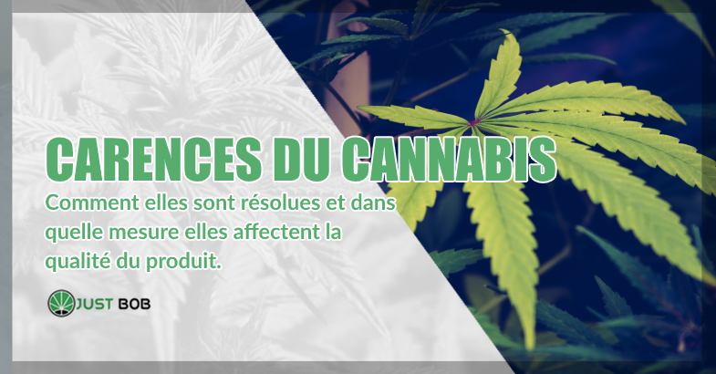 carences du cannabis sans THC