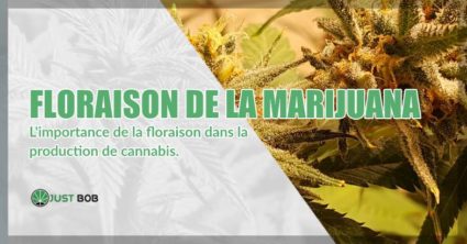 l'importance de la floraison de la marijuana CBD