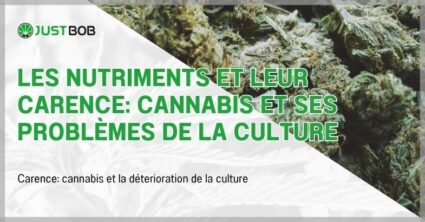 Les nutriments et leur carence: cannabis et ses problèmes de la culture