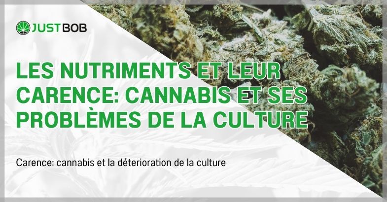 Les nutriments et leur carence: cannabis et ses problèmes de la culture