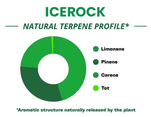 Diagramme circulaire du profil terpénique de la variété Icerock