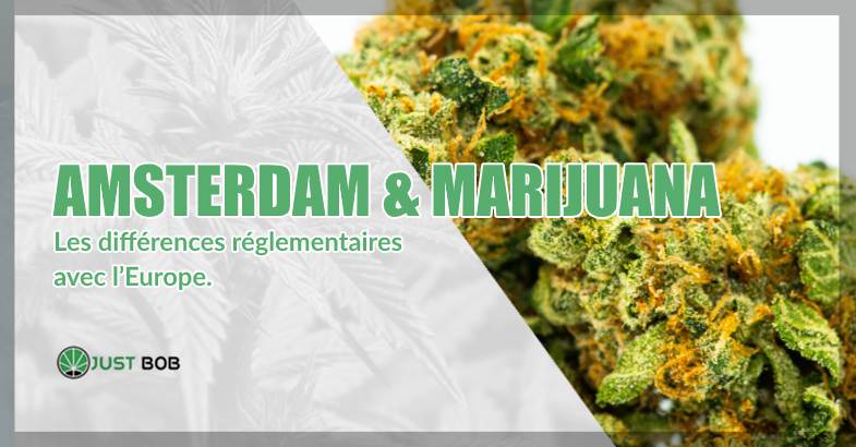Amsterdam & marijuana différences réglementaires