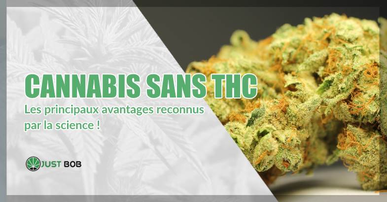 Cannabis sans THC les principaux avantages