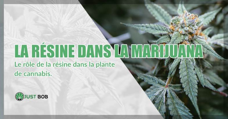 La résine dans la marijuana classique et CBD