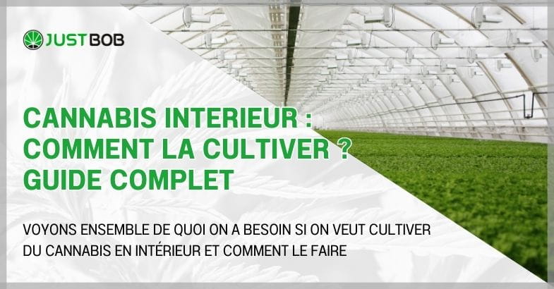 Cannabis interieur : comment la cultiver ?