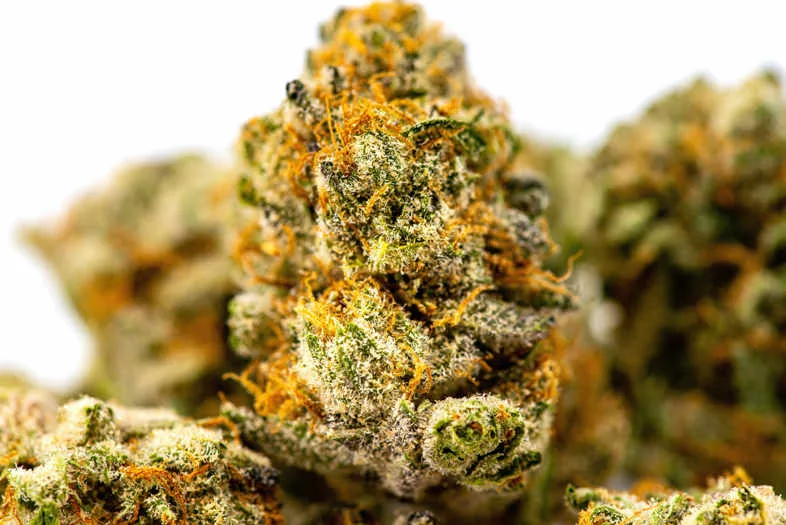 Macro d'une cime de chanvre CBD avec pistils orange tres visibles et trichomes resineux en gros plan sur fond blanc