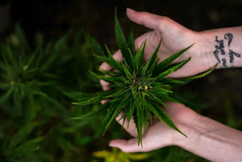Comment reconnaître une marijuana de qualité ?