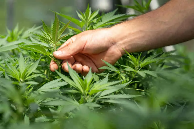 Comment reconnaître une marijuana de haute qualité ?