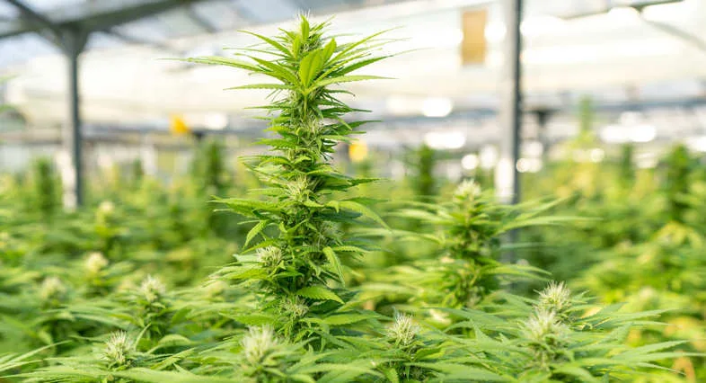 Plant de chanvre industriel élancé en pleine floraison cultivé en serre transparente avec rangées de plants en arrière-plan