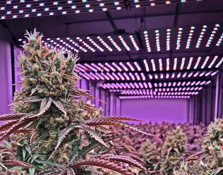 Salle de culture indoor de chanvre industriel équipée de panneaux LED full spectrum violets avec rangées de plants en floraison