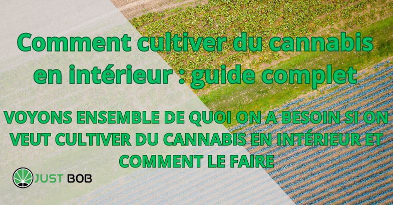 Comment cultiver du cannabis en intérieur : guide complet