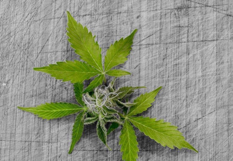 les avantages de la cannabis sans THC
