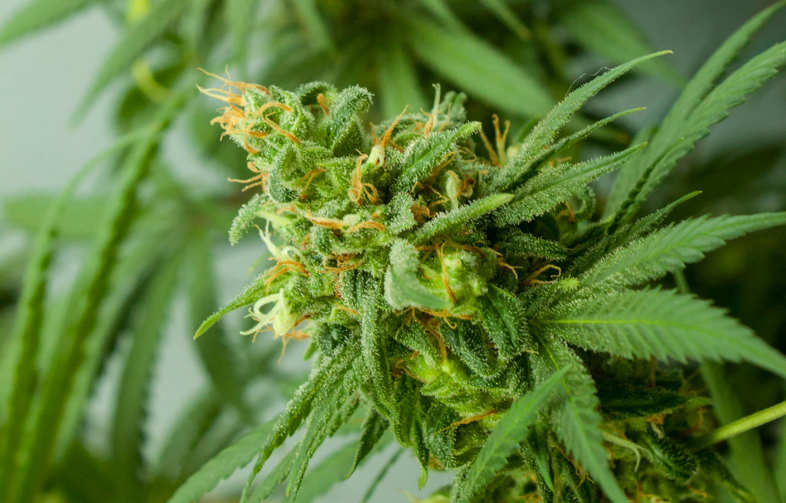 fleur de CBD