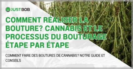 Comment réaliser la bouture? Cannabis et le processus du bouturage