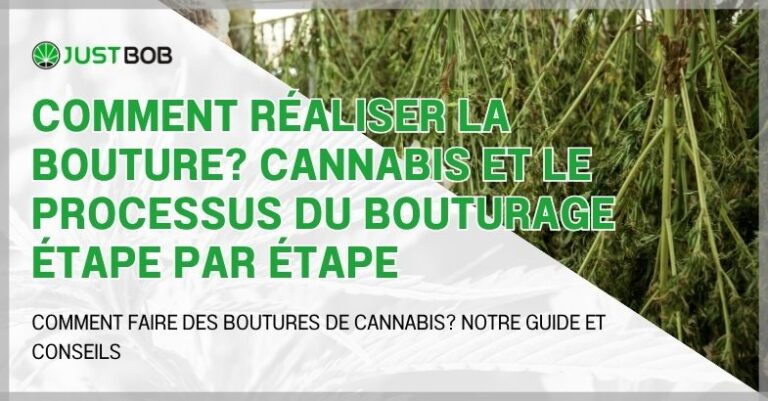 La bouture de cannabis réalisée étape par étape