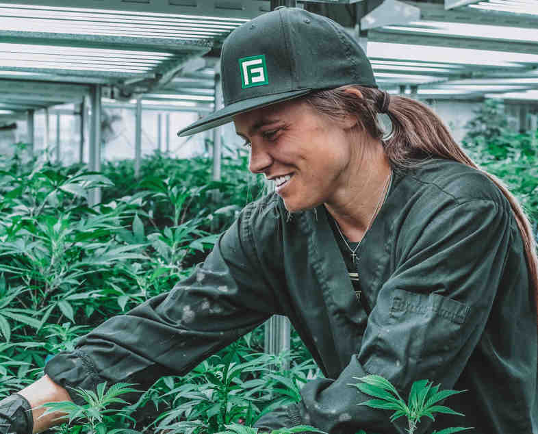 Producteur de cannabis en Uruguay