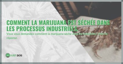 Comment la marijuana est séchée dans les processus industriels.