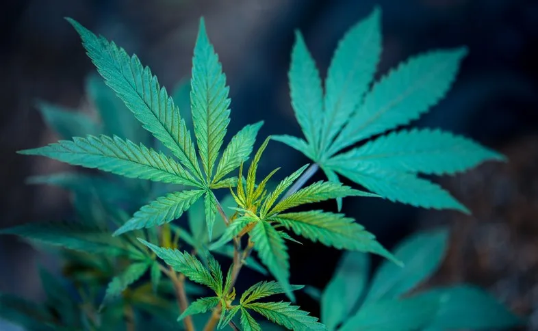 Godfather OG: la plante avec le plus haut niveau de THC