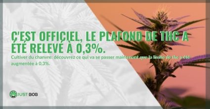 C'est officiel, le plafond de THC a été relevé à 0,3%