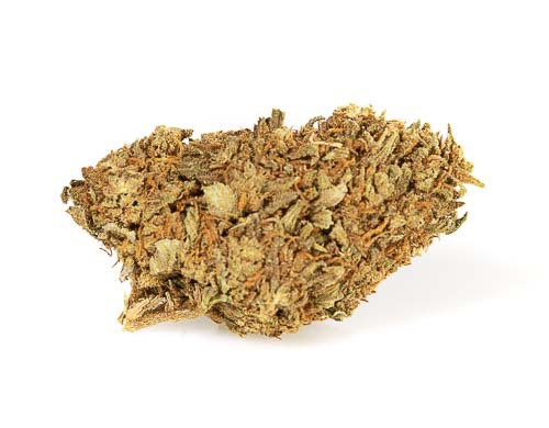 L'une des meilleures variétés de chanvre léger est Master Kush!