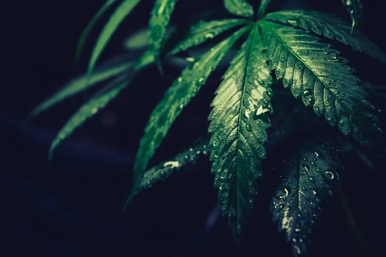 THC faible ou élevé: certains l'aiment et d'autres pas