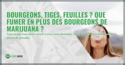 Bourgeons, tiges, feuilles ? Que fumer en plus des bourgeons de marijuana ?