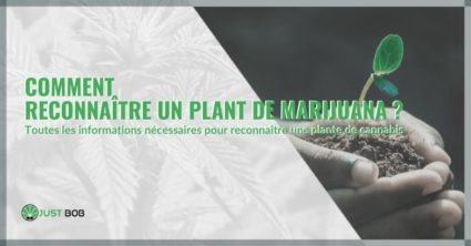 Comment reconnaître un plant de marijuana ?