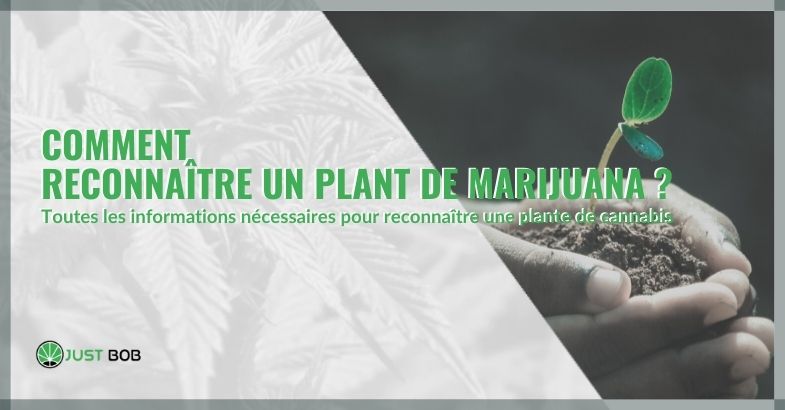 Comment reconnaître un plant de marijuana ?