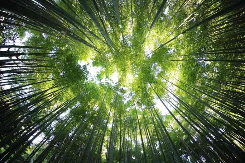 L'histoire de l'arbre à marijuana: entre ingéniosité et imagination