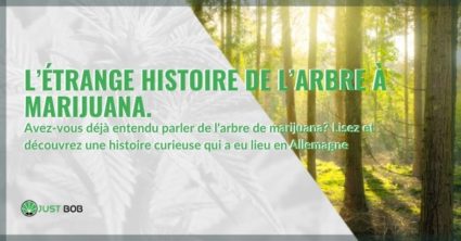 Voici l'étrange histoire de l'arbre de marijuana